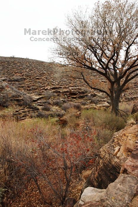 Hiking up the Bright Angel trail from Bright Angel campground to Indian Garden campground, while backpacking the Grand Canyon with Beth, Saturday, January 3, 2009.
Filename: SRM_20090103_13095112.JPG
Aperture: f/11.0
Shutter Speed: 1/40
Body: Canon EOS-1D Mark II
Lens: Canon EF 16-35mm f/2.8 L