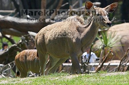 Visit to San Francisco Zoo.

Filename: srm_20050529_151710_2_std.jpg
Aperture: f/4.5
Shutter Speed: 1/320
Body: Canon EOS 20D
Lens: Canon EF 80-200mm f/2.8 L