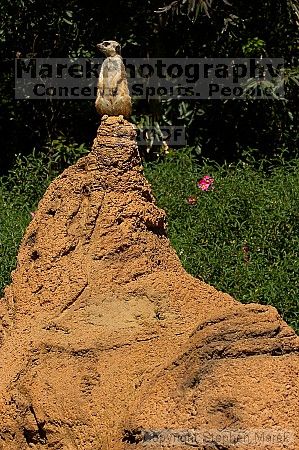 Meerkcats at the San Francisco Zoo.

Filename: srm_20050529_184652_8_std.jpg
Aperture: f/7.1
Shutter Speed: 1/800
Body: Canon EOS 20D
Lens: Canon EF 80-200mm f/2.8 L