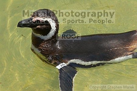 Penguins at the San Francisco Zoo.

Filename: srm_20050529_164702_6_std.jpg
Aperture: f/7.1
Shutter Speed: 1/500
Body: Canon EOS 20D
Lens: Canon EF 80-200mm f/2.8 L