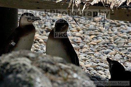 Penguins at the San Francisco Zoo.

Filename: srm_20050529_164144_8_std.jpg
Aperture: f/5.6
Shutter Speed: 1/1250
Body: Canon EOS 20D
Lens: Canon EF 80-200mm f/2.8 L