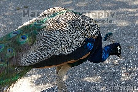 Visit to San Francisco Zoo.

Filename: srm_20050529_155158_2_std.jpg
Aperture: f/5.6
Shutter Speed: 1/60
Body: Canon EOS 20D
Lens: Canon EF 80-200mm f/2.8 L