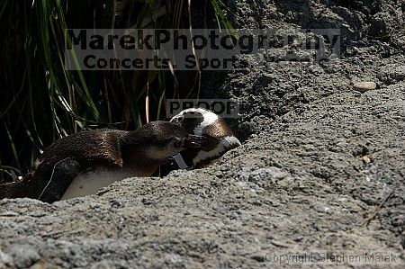 Penguins at the San Francisco Zoo.

Filename: srm_20050529_164528_2_std.jpg
Aperture: f/5.6
Shutter Speed: 1/1600
Body: Canon EOS 20D
Lens: Canon EF 80-200mm f/2.8 L