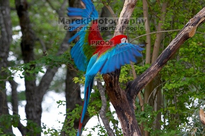 Birds at Sea World, San Antonio.

Filename: SRM_20060423_130612_3.jpg
Aperture: f/4.5
Shutter Speed: 1/320
Body: Canon EOS 20D
Lens: Canon EF 80-200mm f/2.8 L
