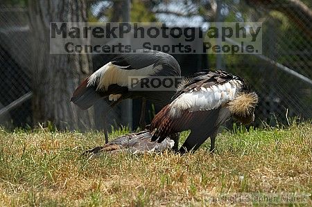 Visit to San Francisco Zoo.

Filename: srm_20050529_172306_6_std.jpg
Aperture: f/5.6
Shutter Speed: 1/500
Body: Canon EOS 20D
Lens: Canon EF 80-200mm f/2.8 L