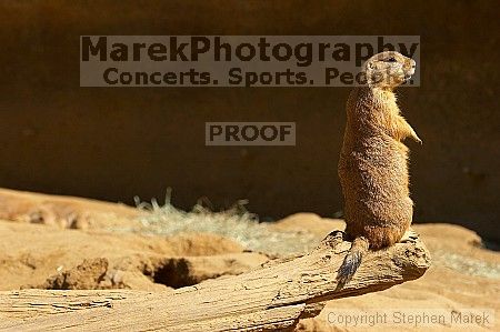 Prarie dogs at the San Francisco Zoo.

Filename: srm_20050529_184420_2_std.jpg
Aperture: f/7.1
Shutter Speed: 1/500
Body: Canon EOS 20D
Lens: Canon EF 80-200mm f/2.8 L