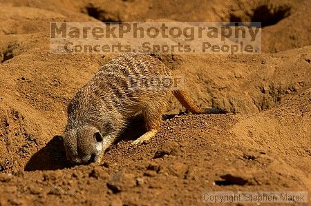 Meerkcats at the San Francisco Zoo.

Filename: srm_20050529_184830_4_std.jpg
Aperture: f/7.1
Shutter Speed: 1/1250
Body: Canon EOS 20D
Lens: Canon EF 80-200mm f/2.8 L