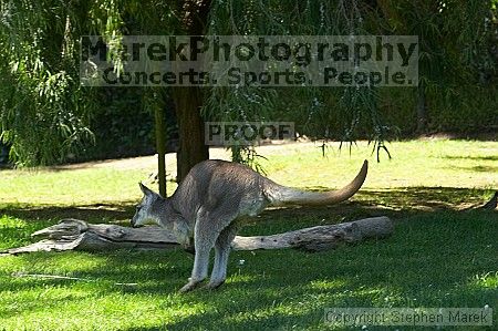 Kangaroo jumping at the San Francisco Zoo.

Filename: srm_20050529_182512_2_std.jpg
Aperture: f/7.1
Shutter Speed: 1/250
Body: Canon EOS 20D
Lens: Canon EF 80-200mm f/2.8 L