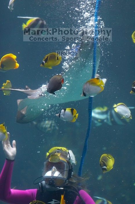 A diver feeds some fish and sting rays at Sea World, San Antonio.

Filename: SRM_20060423_121402_3.jpg
Aperture: f/3.2
Shutter Speed: 1/125
Body: Canon EOS 20D
Lens: Canon EF 80-200mm f/2.8 L