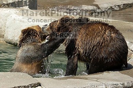 Bears playing at the San Francisco Zoo.

Filename: srm_20050529_173152_6_std.jpg
Aperture: f/5.6
Shutter Speed: 1/800
Body: Canon EOS 20D
Lens: Canon EF 80-200mm f/2.8 L