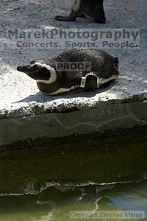 Penguins at the San Francisco Zoo.

Filename: srm_20050529_164116_7_std.jpg
Aperture: f/5.6
Shutter Speed: 1/1000
Body: Canon EOS 20D
Lens: Canon EF 80-200mm f/2.8 L