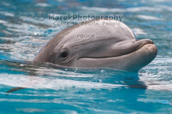 Bottle nosed dolphins at Sea World, San Antonio.

Filename: SRM_20060423_115818_3.jpg
Aperture: f/5.0
Shutter Speed: 1/320
Body: Canon EOS 20D
Lens: Canon EF 80-200mm f/2.8 L