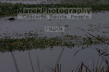 

Filename: CRW_8891.jpg
Aperture: f/22.0
Shutter Speed: 1/160
Body: Canon EOS DIGITAL REBEL
Lens: Canon EF 80-200mm f/2.8 L