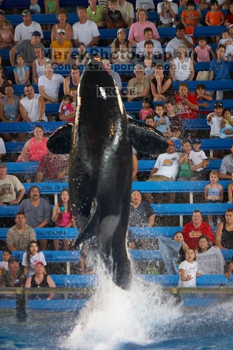 Shamu and Namu in the Believe show at Sea World, San Antonio.

Filename: SRM_20060423_125518_1.jpg
Aperture: f/2.8
Shutter Speed: 1/320
Body: Canon EOS 20D
Lens: Canon EF 80-200mm f/2.8 L