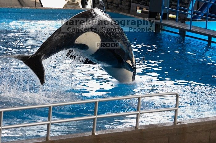 Shamu and Namu in the Believe show at Sea World, San Antonio.

Filename: SRM_20060423_123544_2.jpg
Aperture: f/5.0
Shutter Speed: 1/200
Body: Canon EOS 20D
Lens: Canon EF 80-200mm f/2.8 L