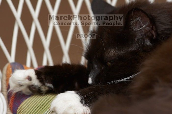 Beth's cats, Zoe and Lucy, lounging around.

Filename: SRM_20060408_164202_7.jpg
Aperture: f/5.0
Shutter Speed: 1/200
Body: Canon EOS 20D
Lens: Canon EF 80-200mm f/2.8 L