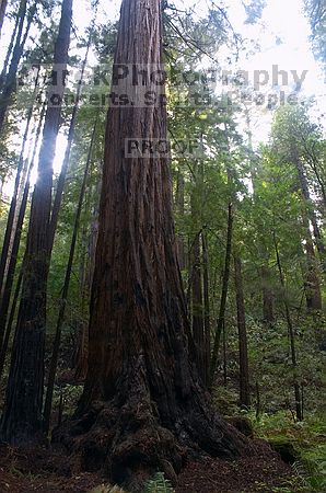 

Filename: CRW_8659.jpg
Aperture: f/22.0
Shutter Speed: 8/1
Body: Canon EOS DIGITAL REBEL
Lens: Canon EF-S 18-55mm f/3.5-5.6