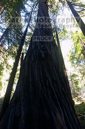 

Filename: CRW_8672.jpg
Aperture: f/22.0
Shutter Speed: 8/1
Body: Canon EOS DIGITAL REBEL
Lens: Canon EF-S 18-55mm f/3.5-5.6