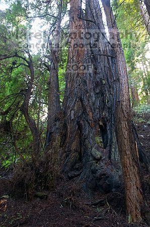 

Filename: CRW_8635.jpg
Aperture: f/22.0
Shutter Speed: 15/1
Body: Canon EOS DIGITAL REBEL
Lens: Canon EF-S 18-55mm f/3.5-5.6