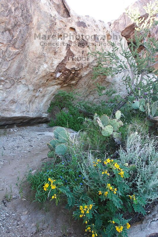 Rock climbing in Hueco Tanks State Park and Historic Site during the Hueco Tanks Awesome Fest 2.0 trip, Monday, September 06, 2010.

Filename: SRM_20100906_09395605.JPG
Aperture: f/8.0
Shutter Speed: 1/50
Body: Canon EOS 20D
Lens: Canon EF 16-35mm f/2.8 L
