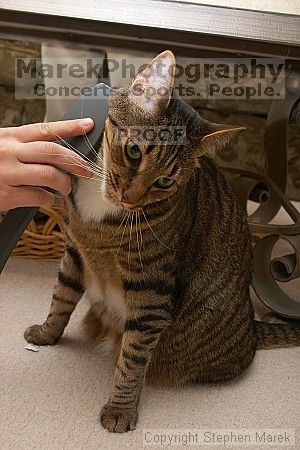 

Filename: crw_6099_std.jpg
Aperture: f/7.1
Shutter Speed: 1/200
Body: Canon EOS DIGITAL REBEL
Lens: Canon EF-S 18-55mm f/3.5-5.6