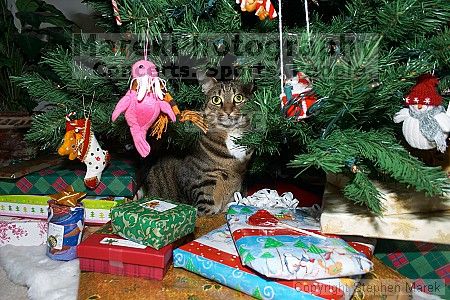 

Filename: crw_6061_std.jpg
Aperture: f/5.0
Shutter Speed: 1/200
Body: Canon EOS DIGITAL REBEL
Lens: Canon EF-S 18-55mm f/3.5-5.6