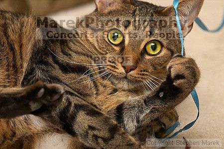 

Filename: crw_6182_std.jpg
Aperture: f/5.0
Shutter Speed: 1/200
Body: Canon EOS DIGITAL REBEL
Lens: Canon EF 80-200mm f/2.8 L