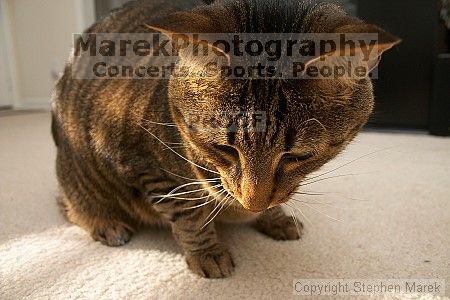 

Filename: crw_6158_std.jpg
Aperture: f/5.0
Shutter Speed: 1/200
Body: Canon EOS DIGITAL REBEL
Lens: Canon EF-S 18-55mm f/3.5-5.6