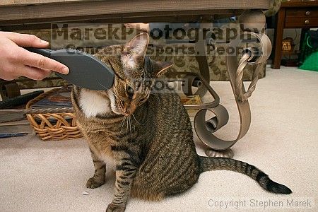 

Filename: crw_6096_std.jpg
Aperture: f/7.1
Shutter Speed: 1/200
Body: Canon EOS DIGITAL REBEL
Lens: Canon EF-S 18-55mm f/3.5-5.6