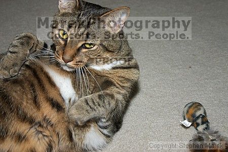 

Filename: crw_6162_std.jpg
Aperture: f/5.0
Shutter Speed: 1/200
Body: Canon EOS DIGITAL REBEL
Lens: Canon EF-S 18-55mm f/3.5-5.6