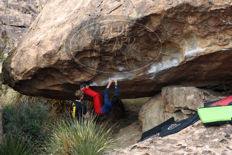 

Filename: SRM_20161225_1317570.jpg
Aperture: f/2.0
Shutter Speed: 1/800
Body: Canon EOS-1D Mark II
Lens: Canon EF 85mm f/1.2 L II