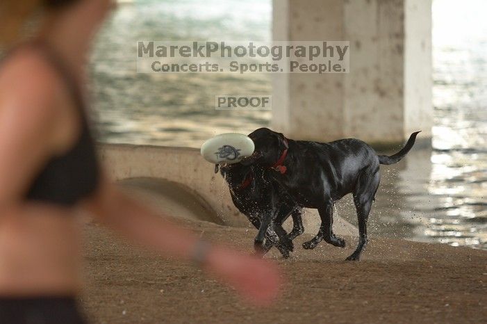 Dogs at play.  Photos from Town Lake Hike & Bike trail in Austin, TX.

Filename: SRM_20060312_095916_3.jpg
Aperture: f/2.8
Shutter Speed: 1/500
Body: Canon EOS 20D
Lens: Canon EF 80-200mm f/2.8 L