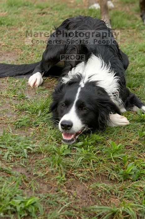 Dogs at play.  Photos from Town Lake Hike & Bike trail in Austin, TX.

Filename: SRM_20060312_102420_7.jpg
Aperture: f/5.6
Shutter Speed: 1/640
Body: Canon EOS 20D
Lens: Canon EF 80-200mm f/2.8 L