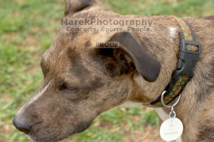 Dogs at play.  Photos from Town Lake Hike & Bike trail in Austin, TX.

Filename: SRM_20060312_102906_4.jpg
Aperture: f/6.3
Shutter Speed: 1/125
Body: Canon EOS 20D
Lens: Canon EF 80-200mm f/2.8 L