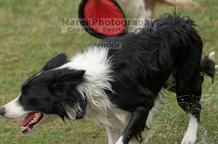 Dogs at play.  Photos from Town Lake Hike & Bike trail in Austin, TX.

Filename: SRM_20060312_102654_8.jpg
Aperture: f/5.6
Shutter Speed: 1/500
Body: Canon EOS 20D
Lens: Canon EF 80-200mm f/2.8 L