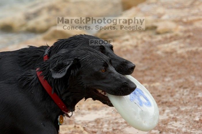 Dogs at play. Photos from Town Lake Hike & Bike trail in Austin, TX.
Filename: SRM_20060312_101426_7.jpg
Aperture: f/5.6
Shutter Speed: 1/800
Body: Canon EOS 20D
Lens: Canon EF 80-200mm f/2.8 L