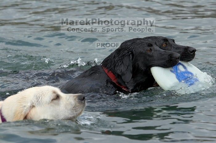 Dogs at play.  Photos from Town Lake Hike & Bike trail in Austin, TX.

Filename: SRM_20060312_102600_7.jpg
Aperture: f/5.6
Shutter Speed: 1/250
Body: Canon EOS 20D
Lens: Canon EF 80-200mm f/2.8 L