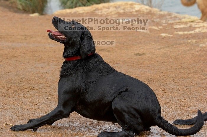 Dogs at play.  Photos from Town Lake Hike & Bike trail in Austin, TX.

Filename: SRM_20060312_101306_7.jpg
Aperture: f/5.6
Shutter Speed: 1/400
Body: Canon EOS 20D
Lens: Canon EF 80-200mm f/2.8 L