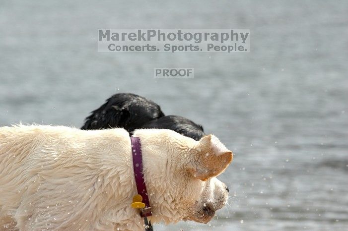 Dogs at play.  Photos from Town Lake Hike & Bike trail in Austin, TX.

Filename: SRM_20060312_101332_8.jpg
Aperture: f/5.6
Shutter Speed: 1/2000
Body: Canon EOS 20D
Lens: Canon EF 80-200mm f/2.8 L