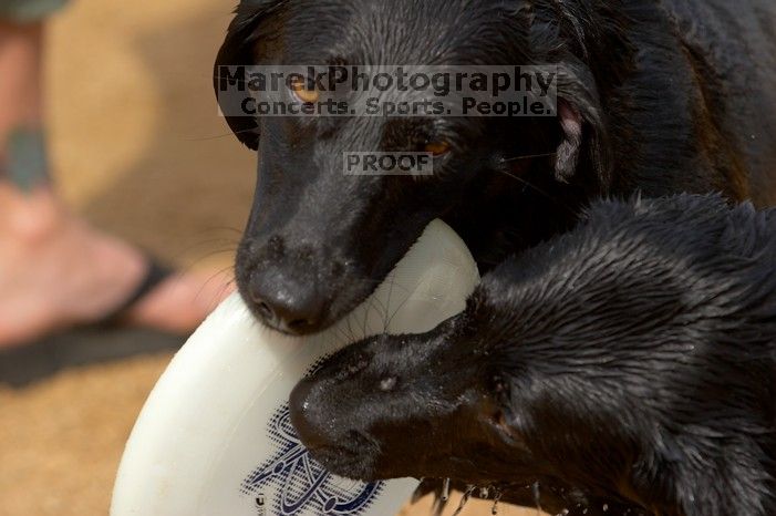 Dogs at play.  Photos from Town Lake Hike & Bike trail in Austin, TX.

Filename: SRM_20060312_101212_0.jpg
Aperture: f/4.5
Shutter Speed: 1/800
Body: Canon EOS 20D
Lens: Canon EF 80-200mm f/2.8 L