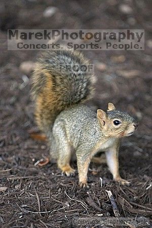 

Filename: crw_3585_std.jpg
Aperture: f/2.8
Shutter Speed: 1/320
Body: Canon EOS DIGITAL REBEL
Lens: Canon EF 80-200mm f/2.8 L