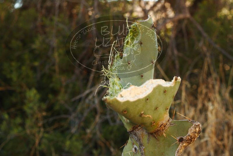 

Filename: SRM_20180128_1627090.jpg
Aperture: f/5.0
Shutter Speed: 1/250
Body: Canon EOS-1D Mark II
Lens: Canon EF 50mm f/1.8 II