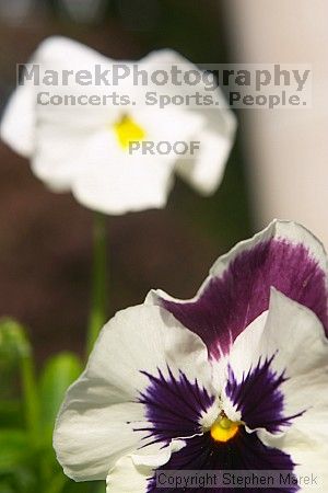 

Filename: crw_2328_std.jpg
Aperture: f/9.0
Shutter Speed: 1/125
Body: Canon EOS DIGITAL REBEL
Lens: Canon EF 50mm f/1.8 II