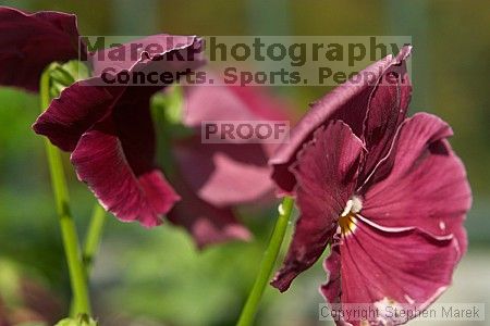 

Filename: crw_2319_std.jpg
Aperture: f/5.0
Shutter Speed: 1/500
Body: Canon EOS DIGITAL REBEL
Lens: Canon EF 50mm f/1.8 II