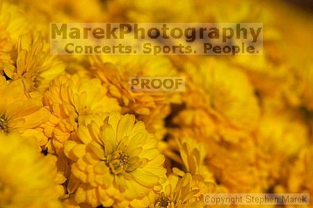 

Filename: crw_2318_std.jpg
Aperture: f/5.0
Shutter Speed: 1/1600
Body: Canon EOS DIGITAL REBEL
Lens: Canon EF 50mm f/1.8 II