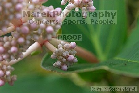 

Filename: crw_2393_std.jpg
Aperture: f/5.0
Shutter Speed: 1/50
Body: Canon EOS DIGITAL REBEL
Lens: Canon EF 50mm f/1.8 II