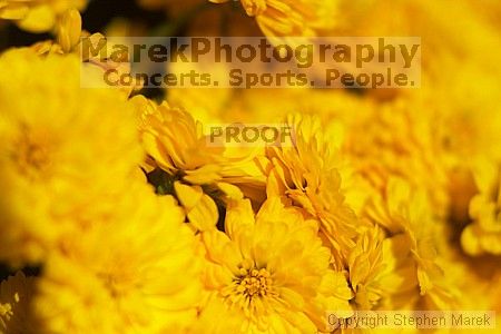 

Filename: crw_2317_std.jpg
Aperture: f/2.8
Shutter Speed: 1/4000
Body: Canon EOS DIGITAL REBEL
Lens: Canon EF 50mm f/1.8 II