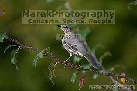 

Filename: crw_2336_std.jpg
Aperture: f/2.8
Shutter Speed: 1/320
Body: Canon EOS DIGITAL REBEL
Lens: Canon EF 80-200mm f/2.8 L