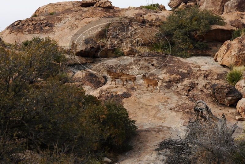 

Filename: SRM_20180314_1701070.jpg
Aperture: f/5.6
Shutter Speed: 1/640
Body: Canon EOS-1D Mark II
Lens: Canon EF 85mm f/1.2 L II