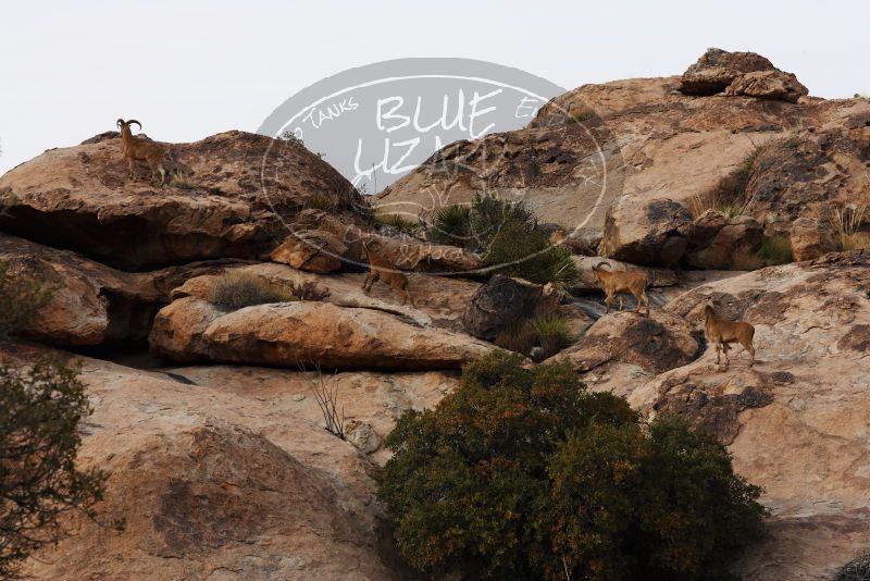 

Filename: SRM_20180314_1701130.jpg
Aperture: f/5.6
Shutter Speed: 1/640
Body: Canon EOS-1D Mark II
Lens: Canon EF 85mm f/1.2 L II